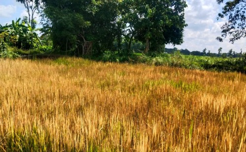 রাঙ্গুনিয়ায় কীটনাশক ছিটিয়ে ফসল নষ্টের অভিযোগ