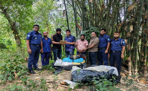 ইউপি সদস্যের বসত বাড়ির ছাদে শুকানো হচ্ছিল গাঁজা, ব্রাহ্মণপাড়ায় ১০০ কেজিসহ আটক